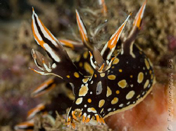 Bornella anguilla.  Ningaloo Reef, Western Australia.  Ca... by Ross Gudgeon 